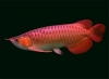 High quality Arowanas fihes for sale